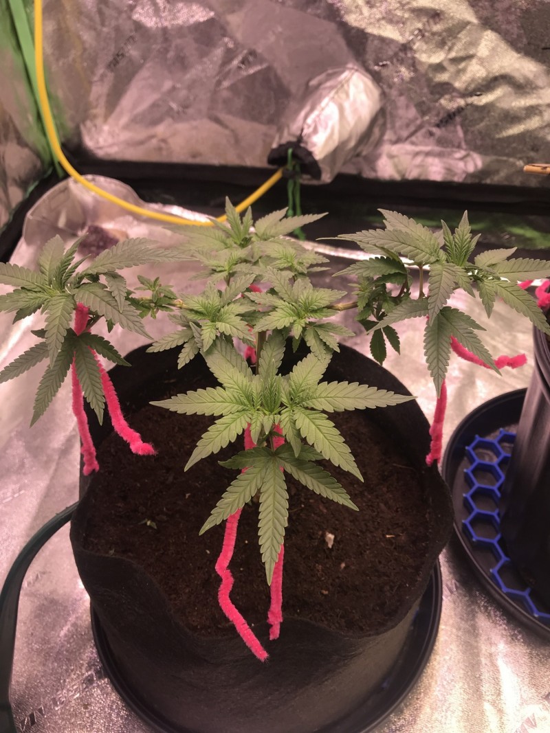 78E9E6FF-A8EF-4007-AFAC-CE93BFCA885D