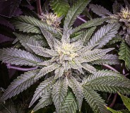 2D7E6508-9B67-49D4-BB88-06B45B3133E9