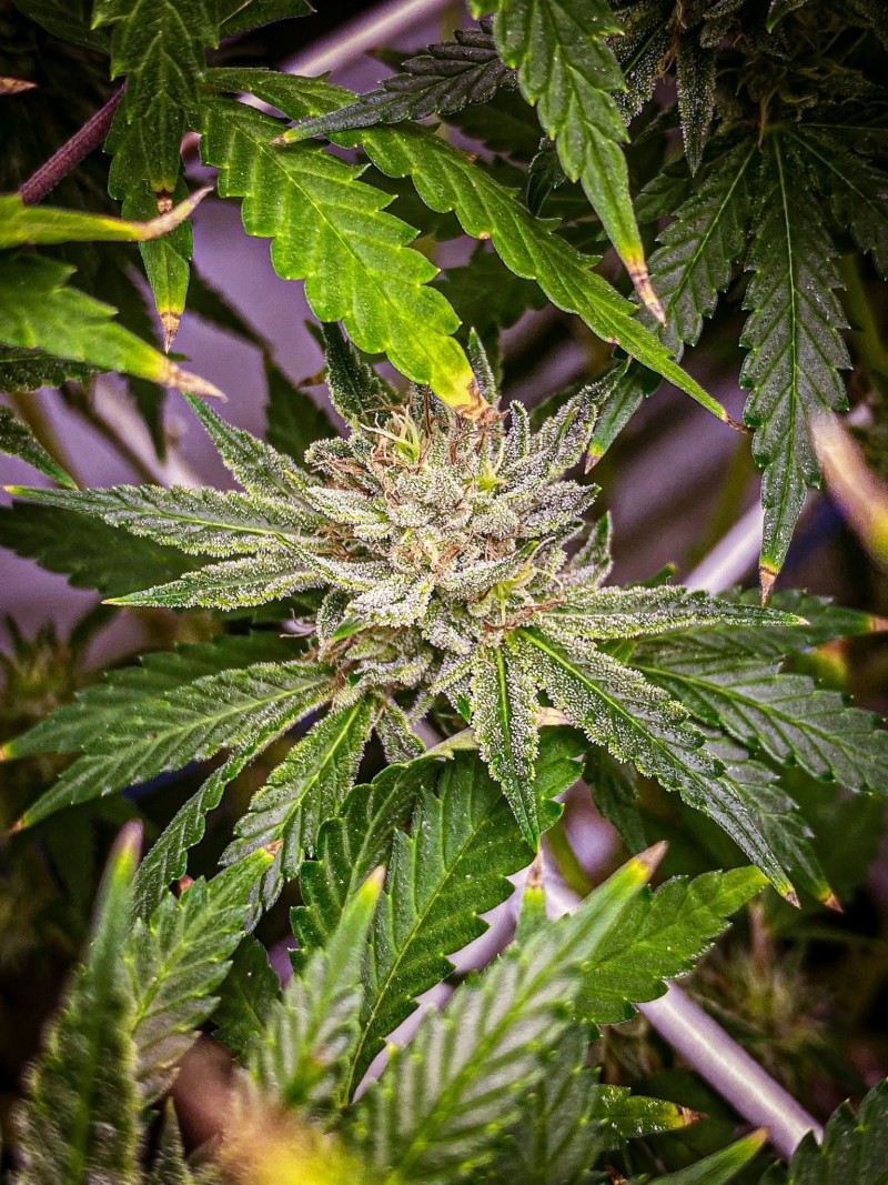 4A1B2578-B0BD-4FB6-8536-3C71D9FC213C