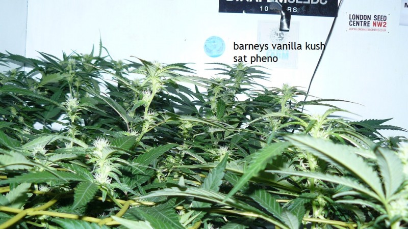 tangie vk cj 19 09 21 003