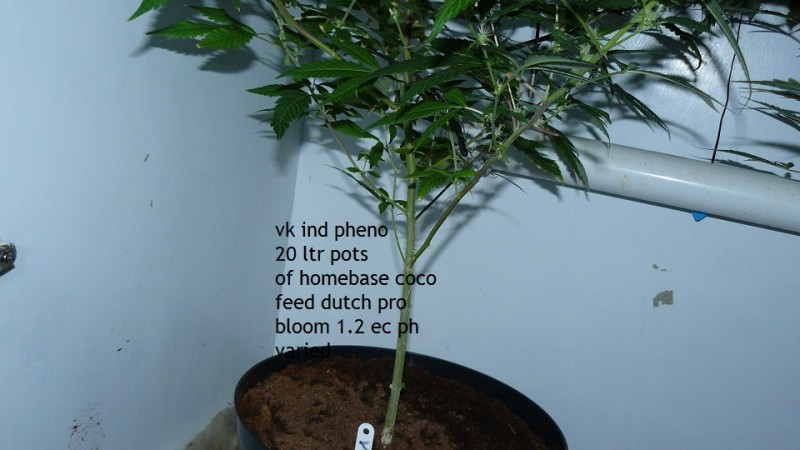 tangie vk cj 19 09 21 004