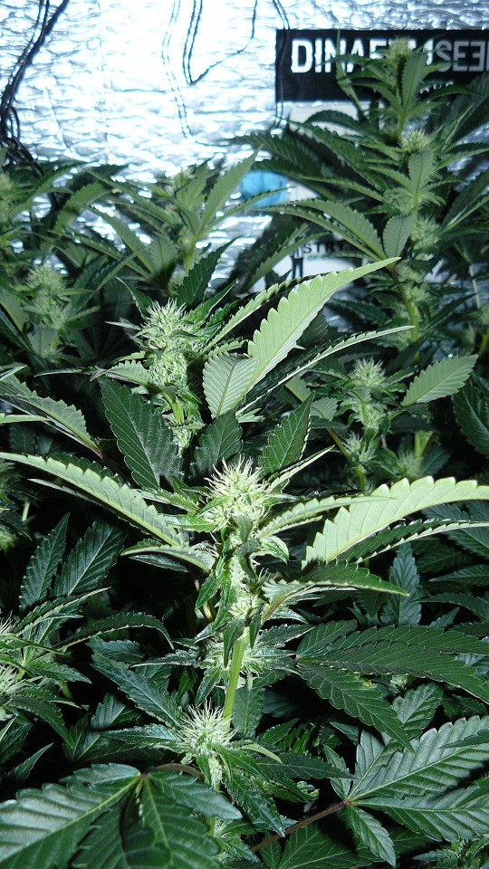 tangie vk cj 19 09 21 025