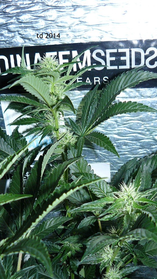 tangie vk cj 19 09 21 032