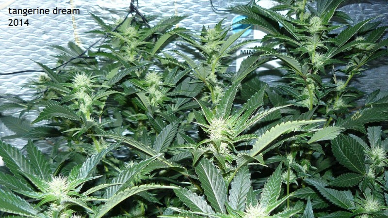 tangie vk cj 19 09 21 033