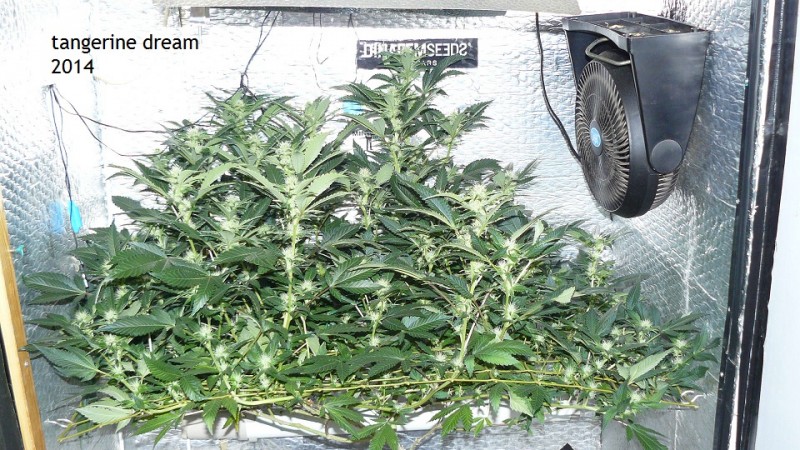 tangie vk cj 19 09 21 035