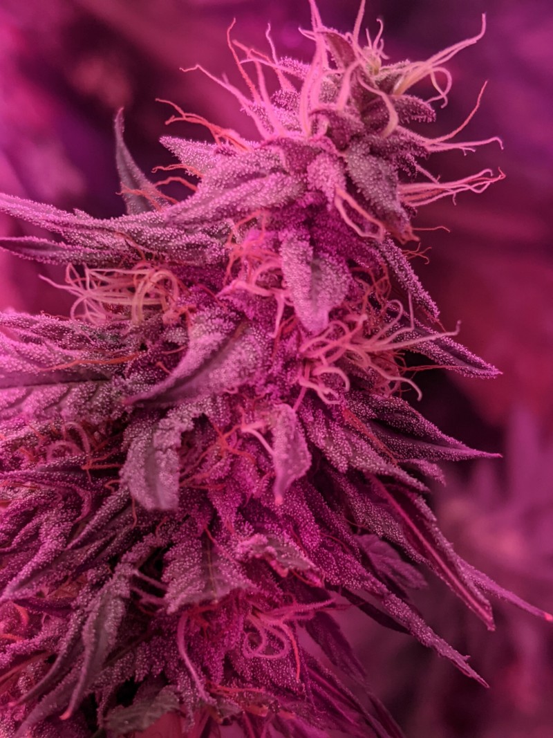 PXL_20210809_200423953