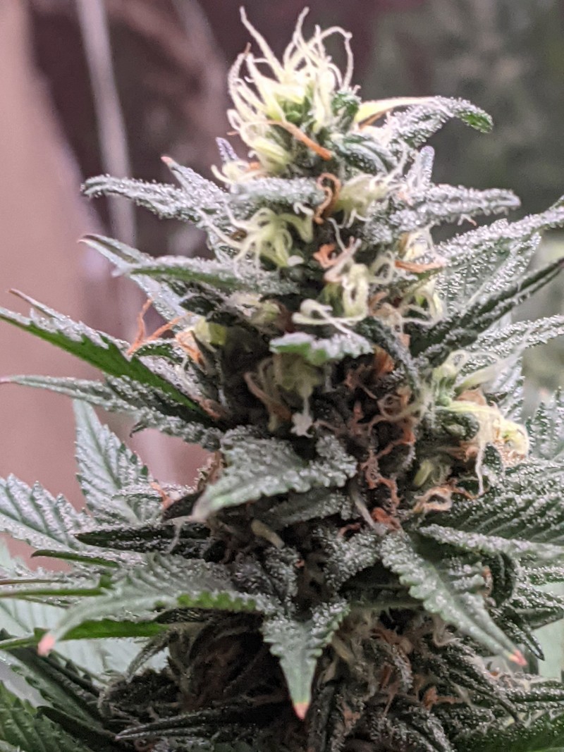 PXL_20210811_184247979