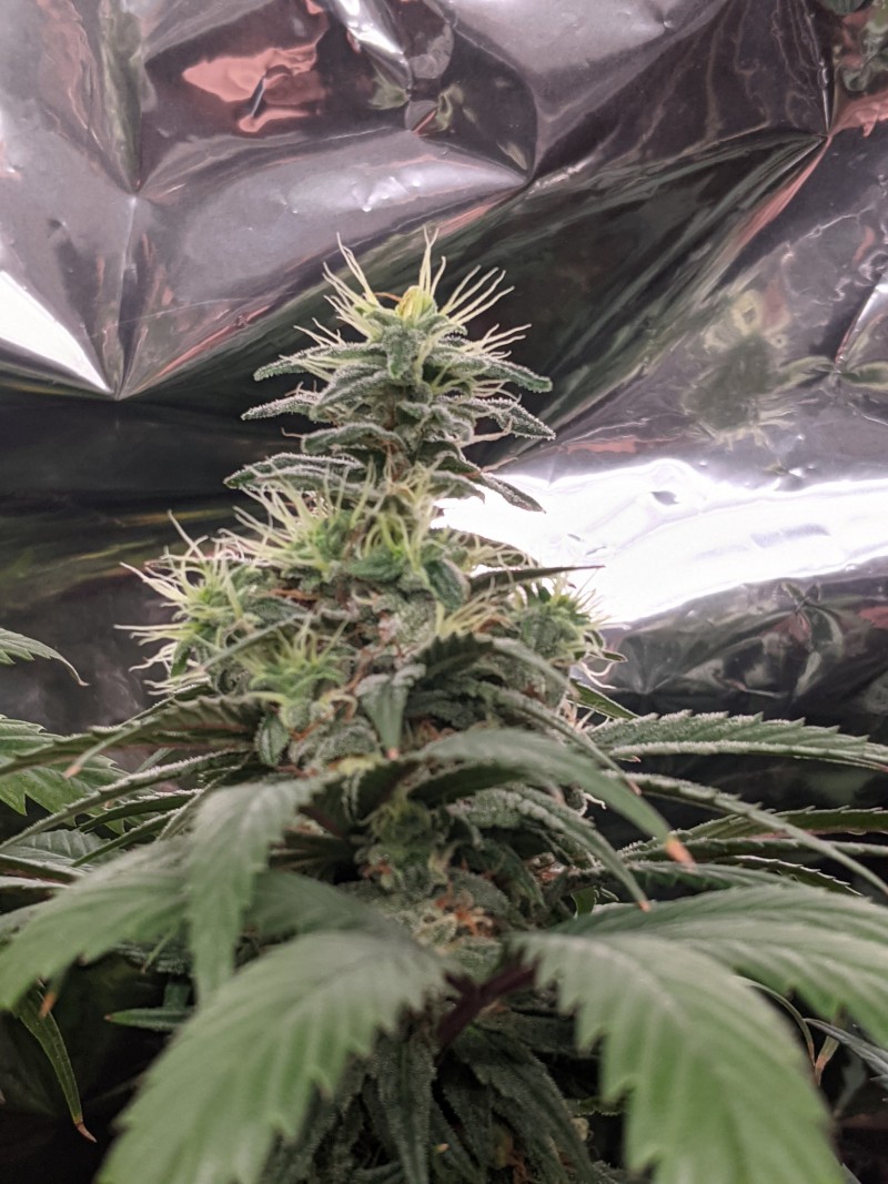 PXL_20210817_153257695