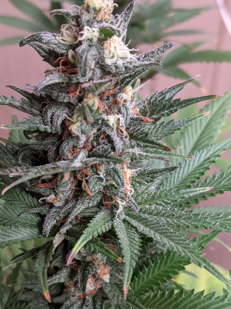 PXL_20210818_201339486