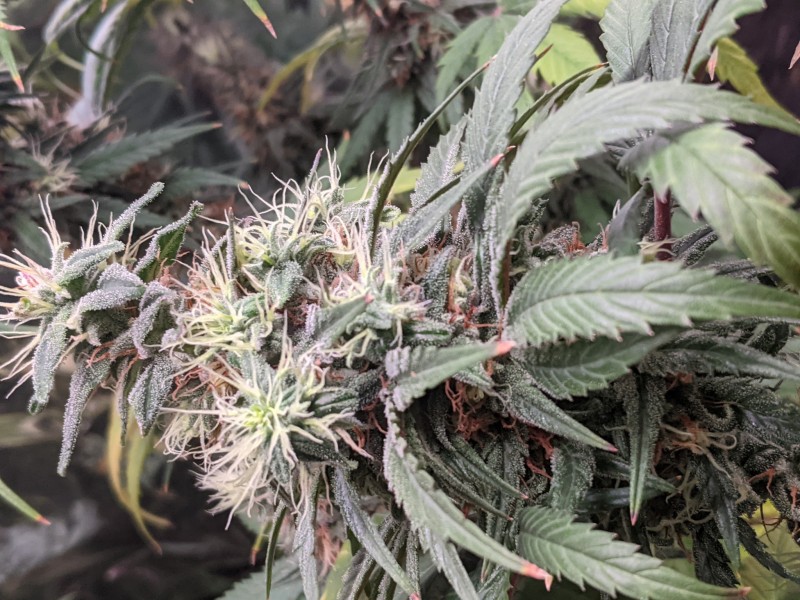 PXL_20210821_184433194