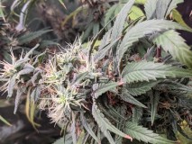 PXL_20210821_184433194