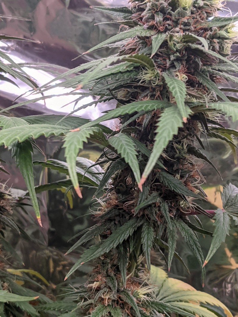 PXL_20210821_184506060