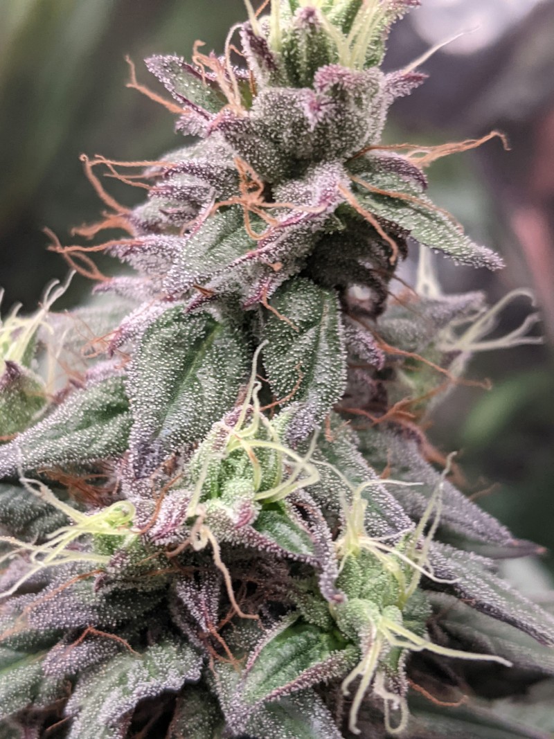 PXL_20210821_184513111