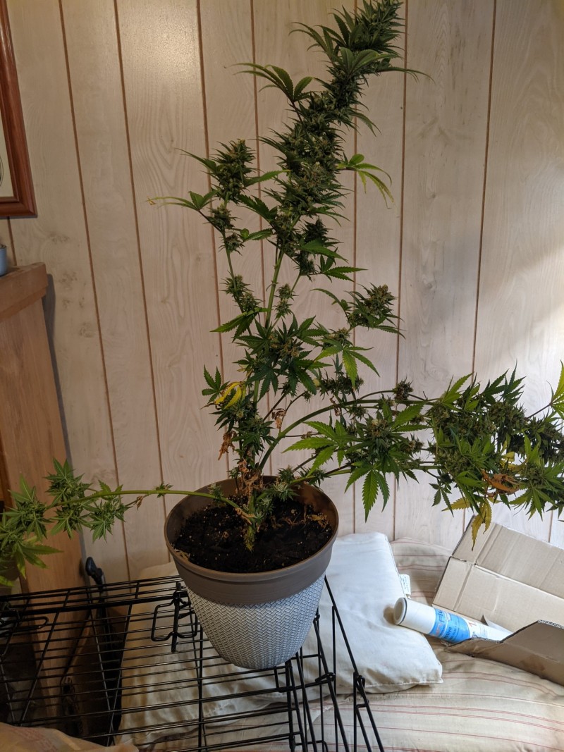 PXL_20210823_034317212