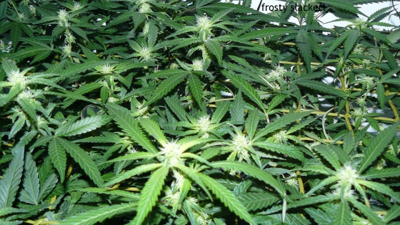 td vk cj 21 09 21 008