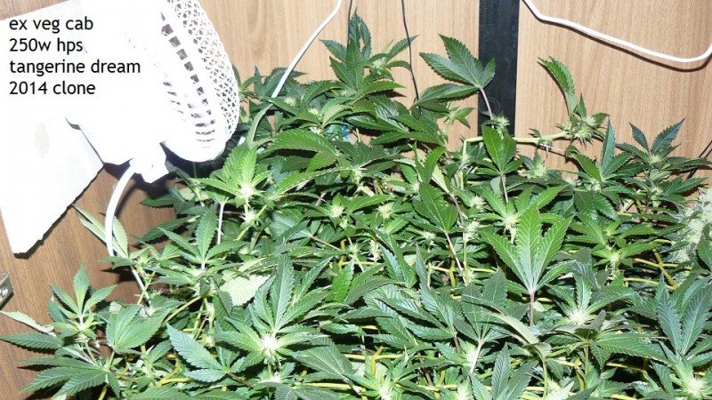 td vk cj 21 09 21 015