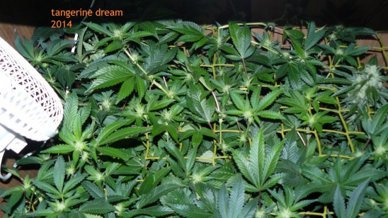 td vk cj 21 09 21 016