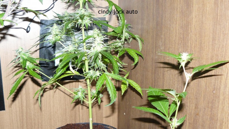 td vk cj 21 09 21 018