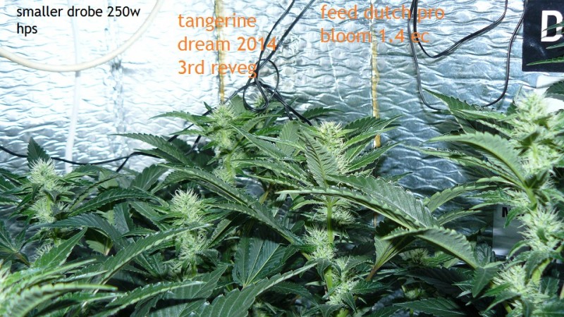 td vk cj 21 09 21 024