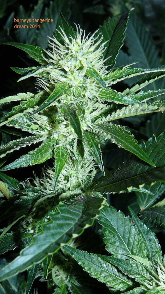 td vk cj 21 09 21 026