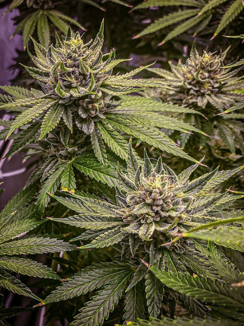 BAAF094A-6200-4205-8AB5-09C51DE2E2E3