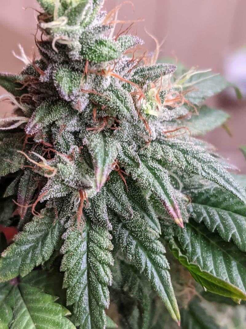 PXL_20210823_034713669