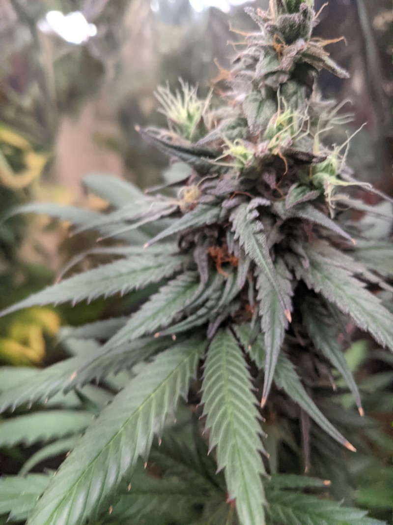 PXL_20210823_034729599.NIGHT