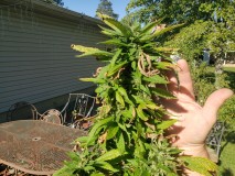 16329456116802857623816225249578