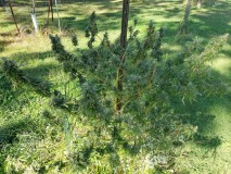 1632946352377114074538988854332