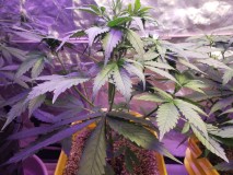 16329617429721013219261535478327