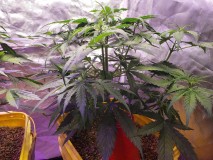 16329618711962818115596459056622