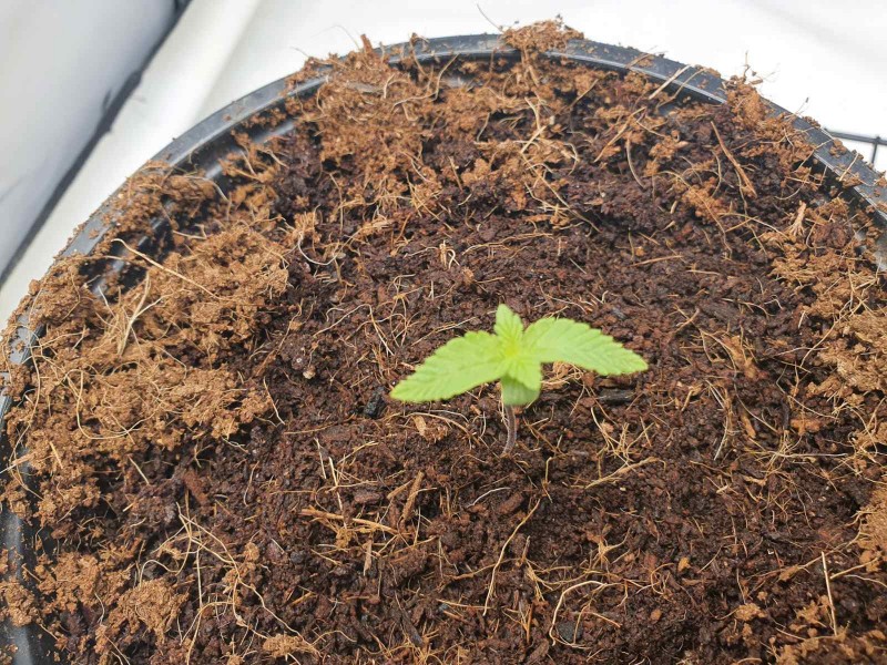 16330194599774634266983516783002