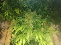 ResizerImage2704X15181