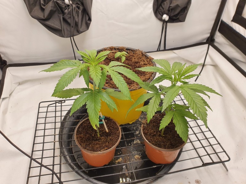 16333703558724698093294413657262