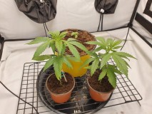 16333703558724698093294413657262