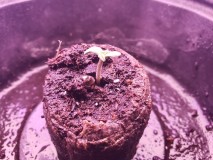 1633536284248569253630130681033