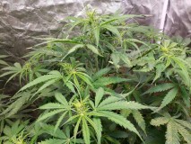 16336562391927755427893511420117