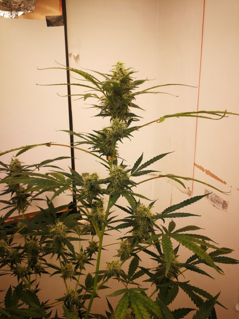 IMG_20211011_140012_BURST001_COVER