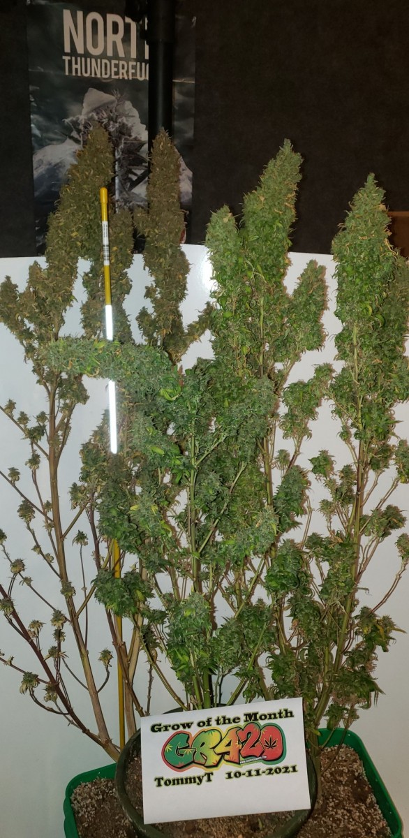 2021-10-11 Grow