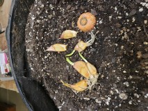 16340636722846264689222523585124