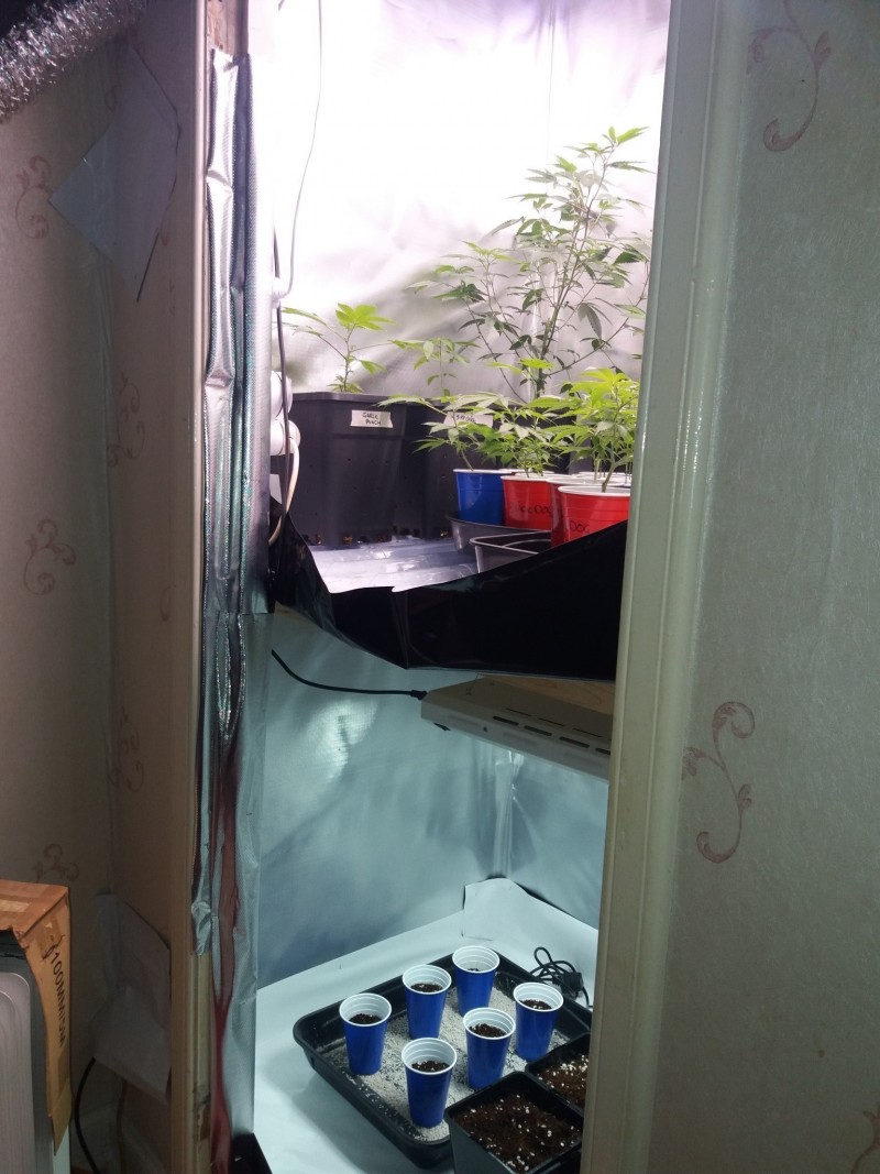 Seedling Veg Overview