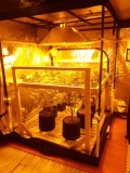 Flower Tent Example HPS