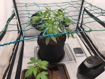 16343210351742201631746645233525