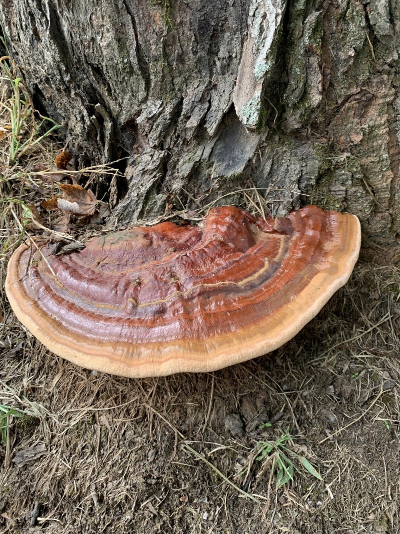 5C077A9E-4E61-4156-BCB0-2F0FC754751B