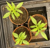 C7891D34-0D49-44E8-89F7-45C0F8C4EDAF