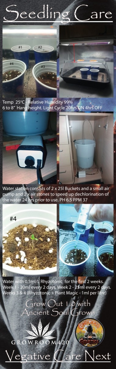 Mac Melon_Seedling Care-01