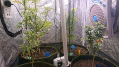 obscura1634580551513