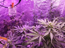 16348409191333043348334090970436