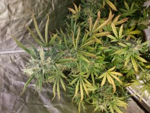 16348564100278373550570266649803