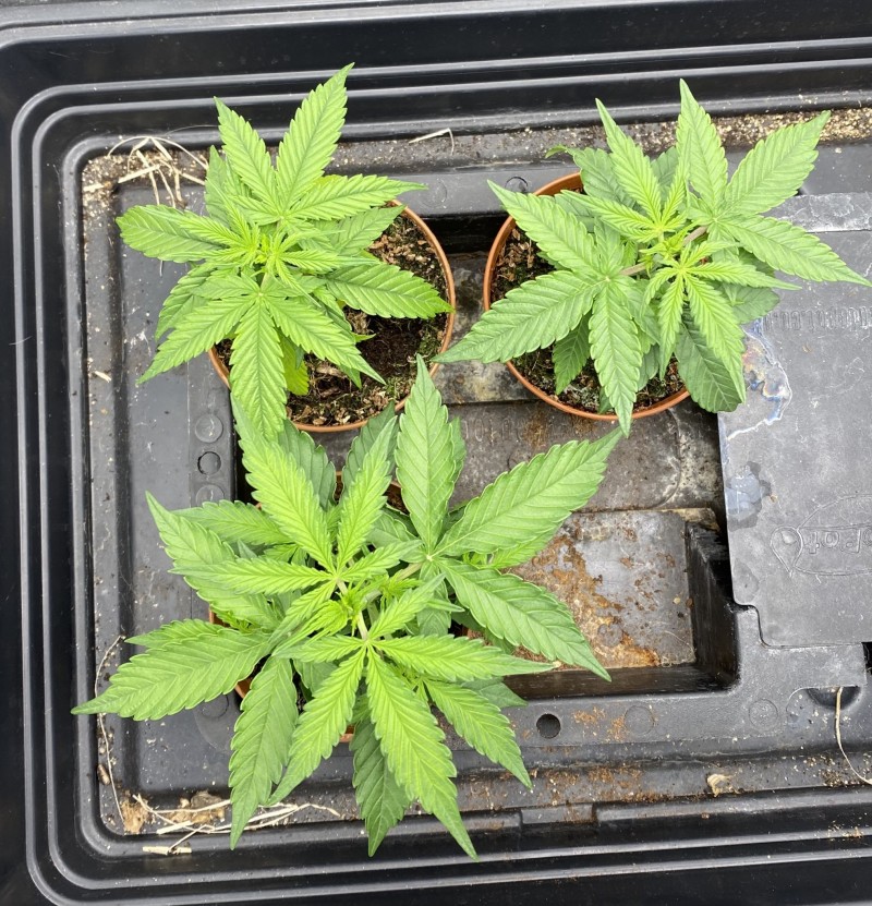 88BDCABB-4904-4D42-8835-B1FB947807F4